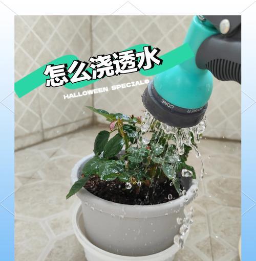 植物养殖技巧有哪些？如何确保植物健康成长？