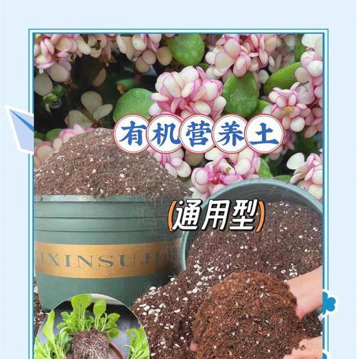 养好花草的秘诀和常见问题有哪些？