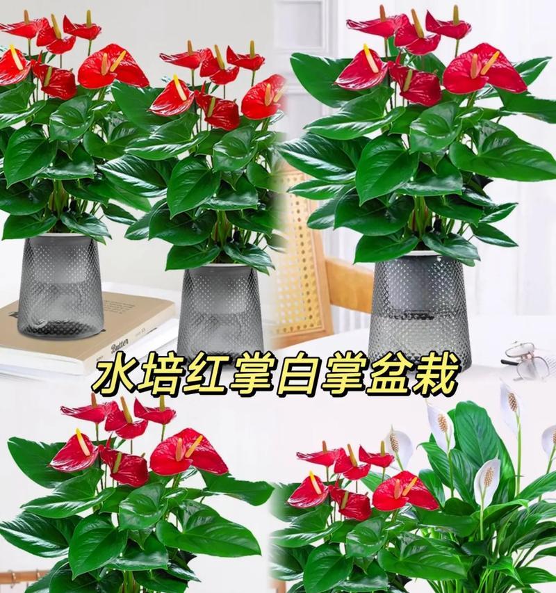 红掌水养技巧是什么？