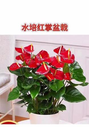 红掌水养技巧是什么？