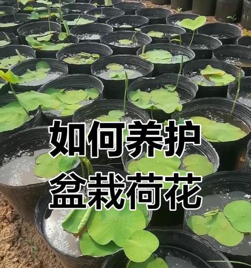 碗莲定植步骤和注意事项是什么？