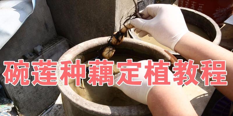 碗莲定植步骤和注意事项是什么？