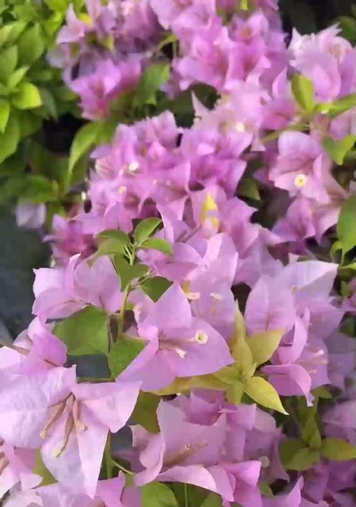 栀子花花苞掉落如何处理？怎样防止花苞脱落？