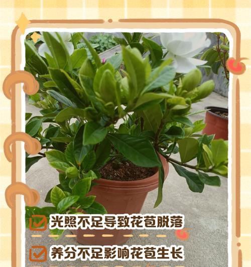 栀子花花苞掉落如何处理？怎样防止花苞脱落？