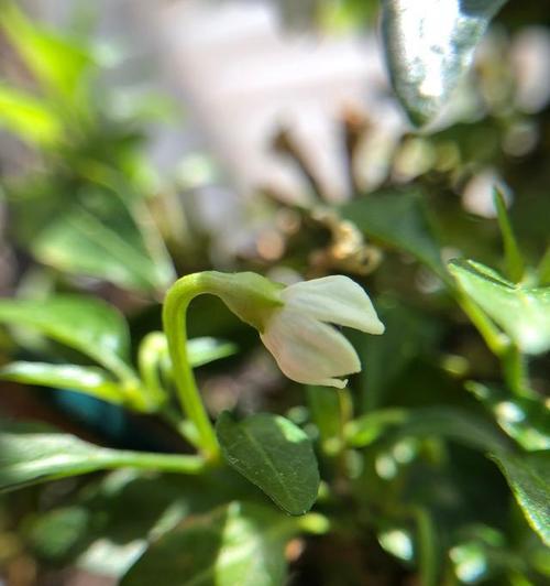 栀子花花苞掉落如何处理？怎样防止花苞脱落？