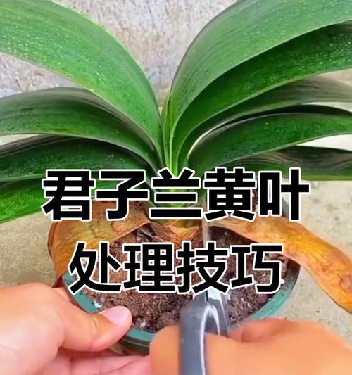 君子兰花是怎么样的？君子兰的特征和养护方法是什么？
