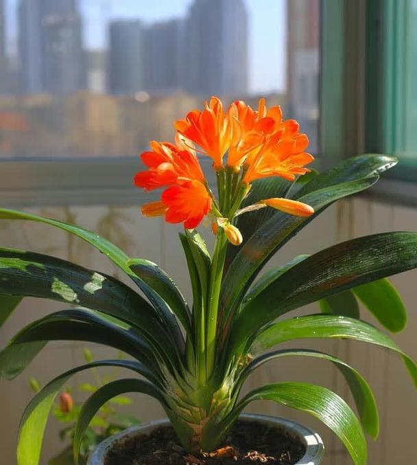 君子兰花是怎么样的？君子兰的特征和养护方法是什么？