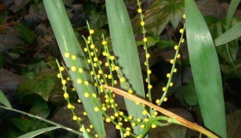 椰子花养殖方法是什么？需要特别注意什么？