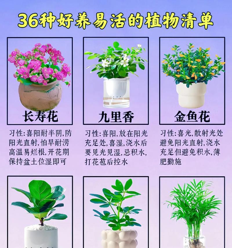 椰子花养殖方法是什么？需要特别注意什么？