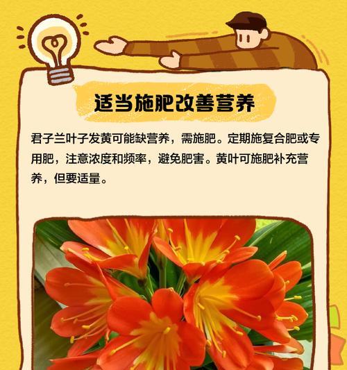 墨兰叶子发黄的原因及解决方法？