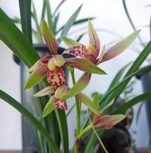 兰花的名贵品种有哪些？如何鉴别兰花的品质？