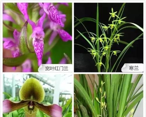 兰花的名贵品种有哪些？如何鉴别兰花的品质？