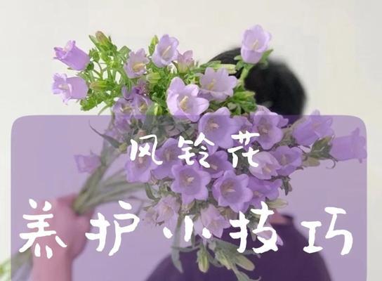 风铃怎么养？风铃花的养护技巧是什么？