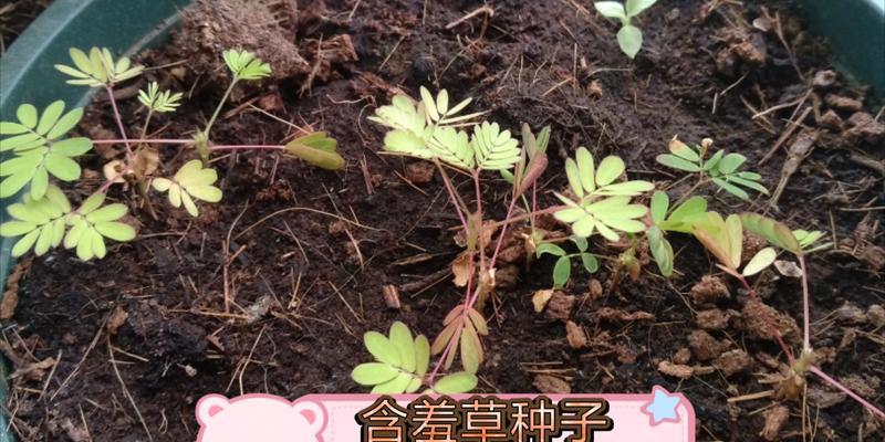 含羞草种子种植的正确步骤是什么？