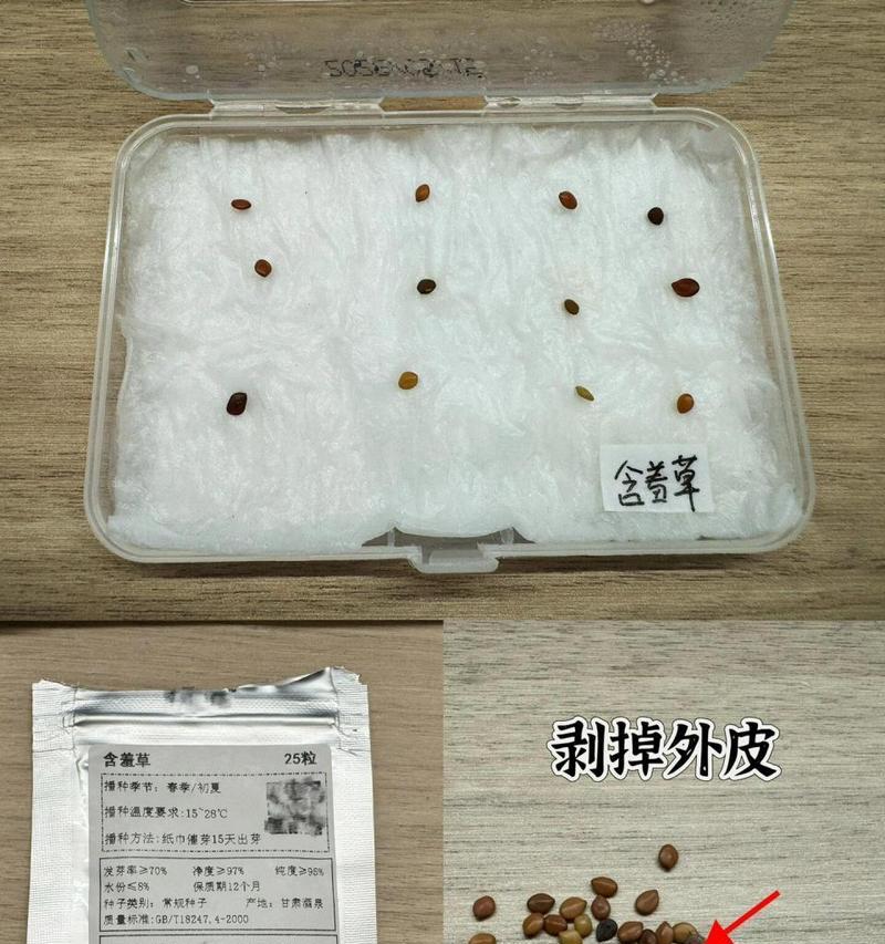 含羞草种子种植的正确步骤是什么？