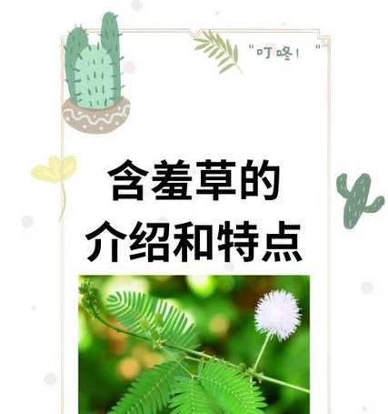 含羞草种子种植的正确步骤是什么？