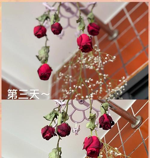 干花制作方法有哪些？如何制作出美丽的干花？