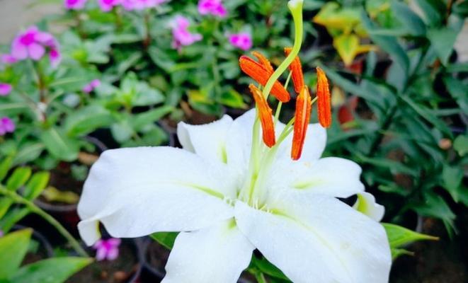 百合花的形态特征是什么？