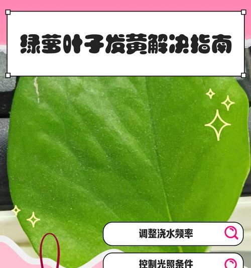 绿萝叶子长斑怎么办？如何处理？