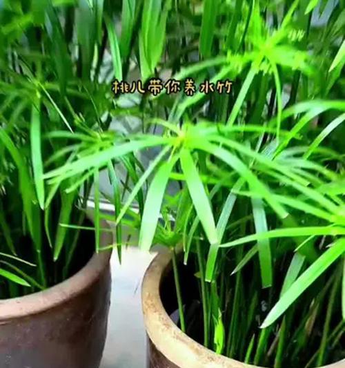 水竹冬季养护的要点是什么？如何避免水竹在冬天枯萎？