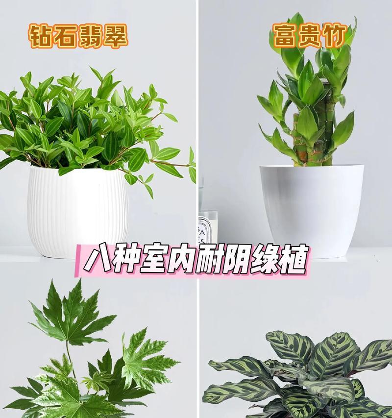 耐阴的植物有哪些？耐阴植物的选择和养护技巧是什么？