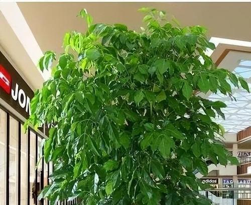 耐阴的植物有哪些？耐阴植物的选择和养护技巧是什么？