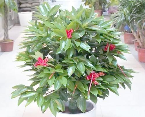 耐阴的植物有哪些？耐阴植物的选择和养护技巧是什么？