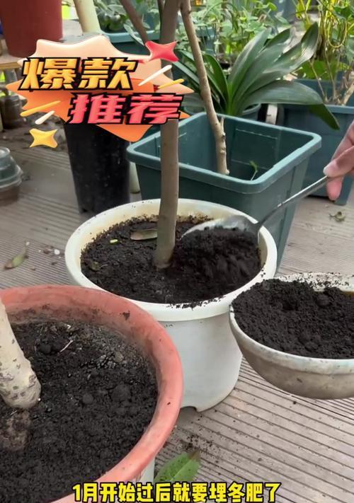 羊粪肥在花卉上的正确使用方法是什么？