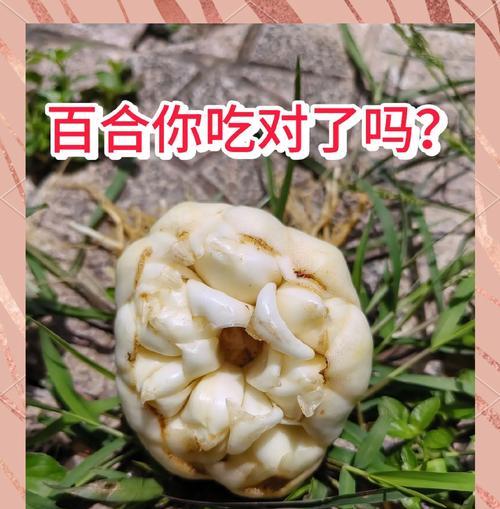 百合播种技巧有哪些？百合播种的常见问题是什么？