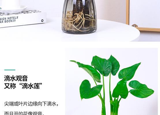 滴水观音水培的正确步骤是什么？