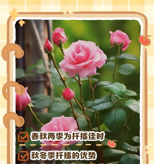 月季插枝的最佳时机和方法是什么？