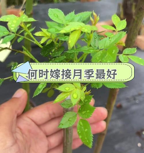 月季插枝的最佳时机和方法是什么？