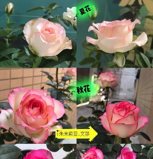 夏季有哪些花？夏季花卉的护理和繁殖方法是什么？