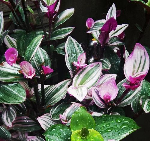 夏季有哪些花？夏季花卉的护理和繁殖方法是什么？