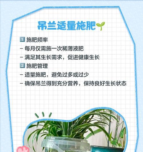 水培吊兰换水的正确频率是多少？