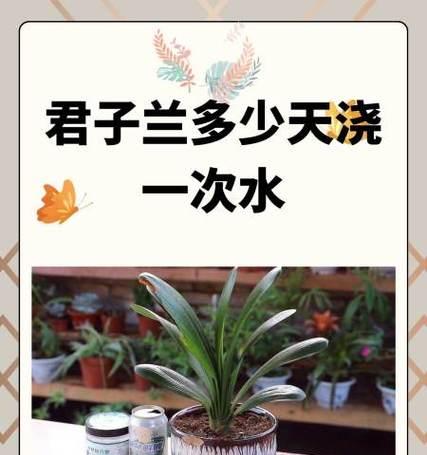 水培吊兰换水的正确频率是多少？