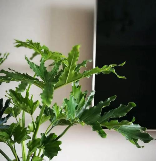 水培吊兰换水的正确频率是多少？