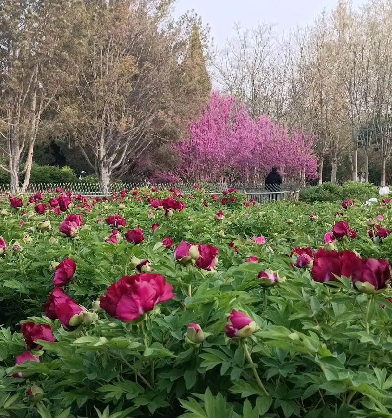 牡丹花通常在什么时间开花？