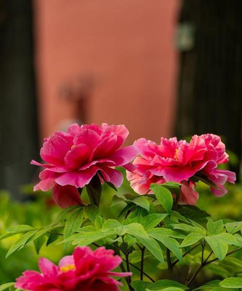 牡丹花通常在什么时间开花？