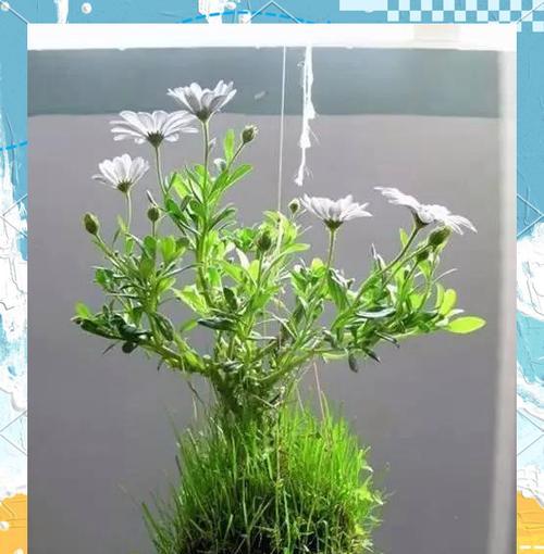 日本盆景品种的特点是什么？日本盆景品种如何养护？