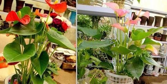 用水养的花有哪些？它们的养护技巧是什么？