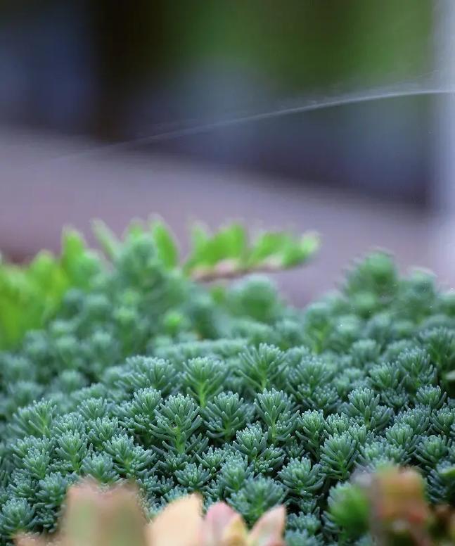 薄雪万年草的养护要点是什么？