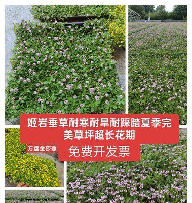 薄雪万年草的养护要点是什么？