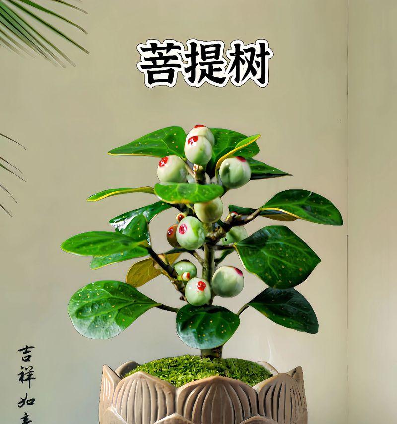 吉祥如意养殖方法：如何保持其旺盛生长？