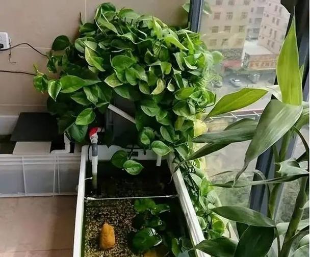 绿萝鱼缸种植方法是什么？