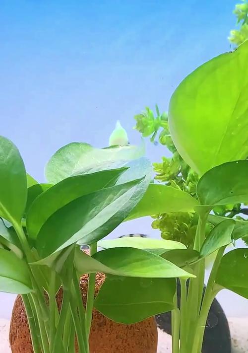 绿萝鱼缸种植方法是什么？