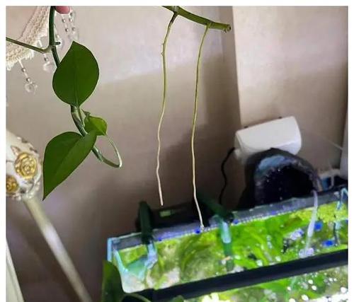 绿萝鱼缸种植方法是什么？