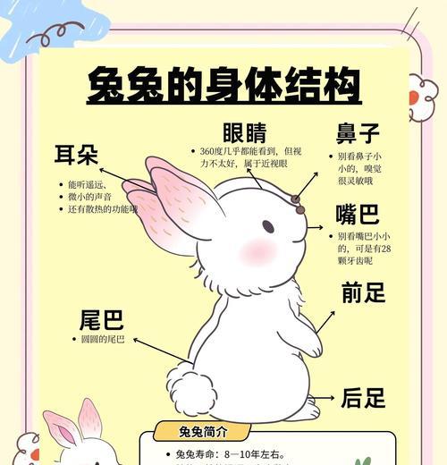 黑兔的正确饲养方法是什么？