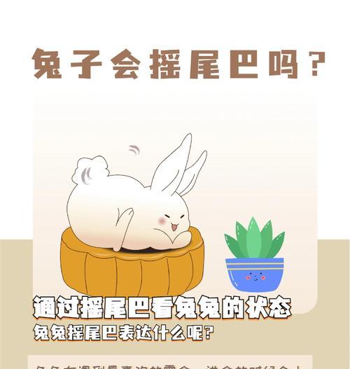 黑兔的正确饲养方法是什么？