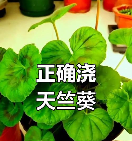 天竺葵浇水的最佳时间和方法？
